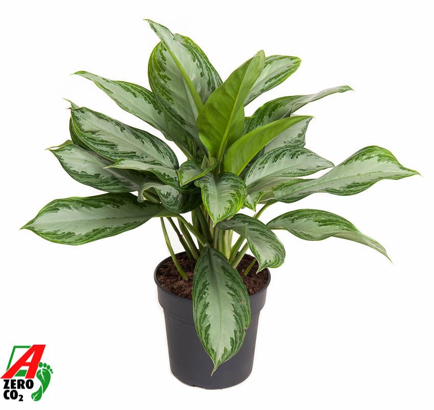 Горшечные цветы и растения оптом Aglaonema Silver Bay от 1шт из Голландии с доставкой по России