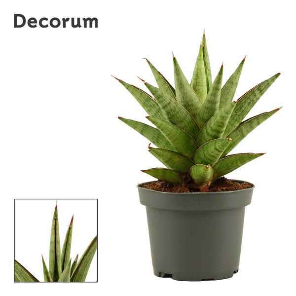 Горшечные цветы и растения оптом Sansevieria Jewel Crown (decorum) от 12шт из Голландии с доставкой по России