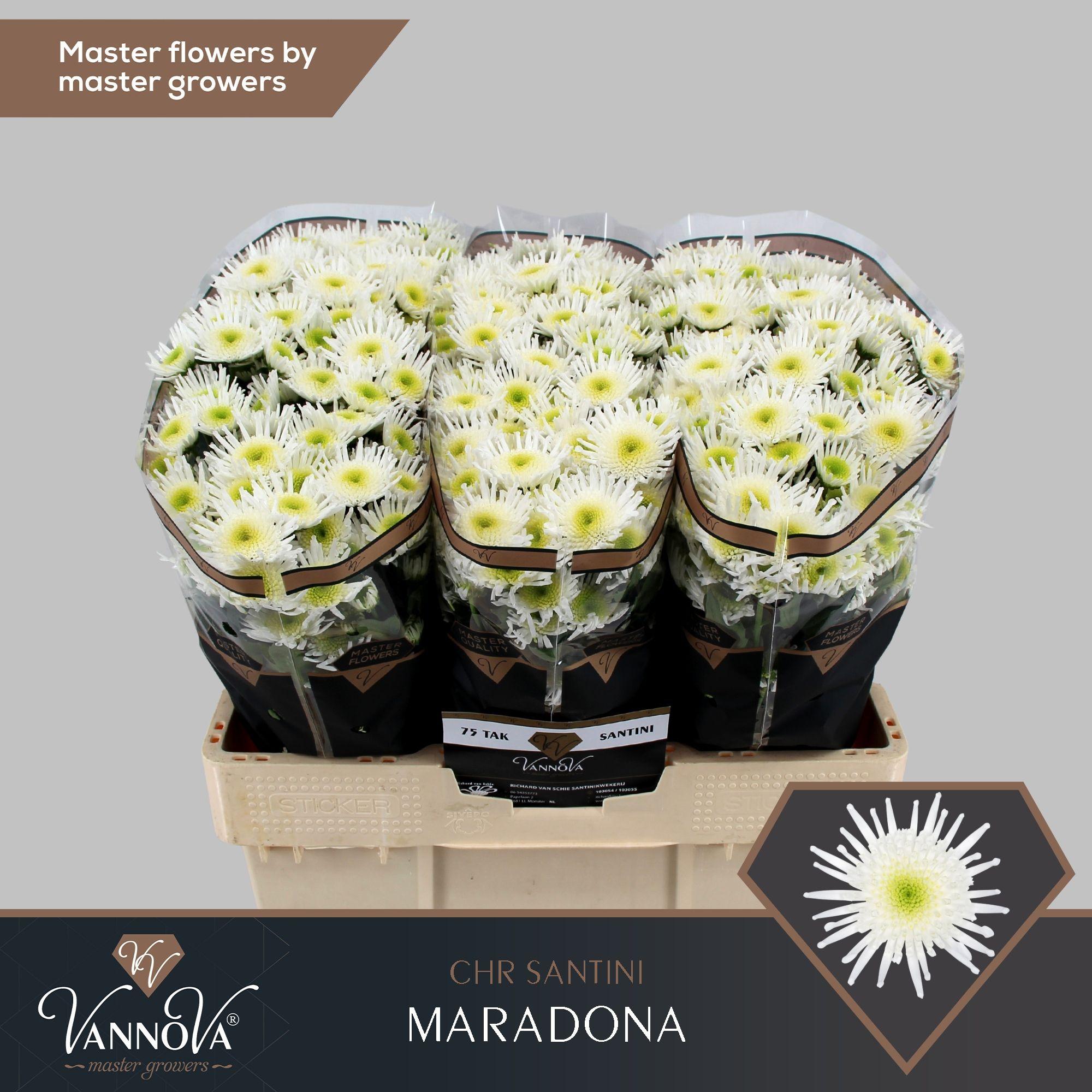 Срезанные цветы оптом Chrys sa maaradona от 75шт из Голландии с доставкой по России