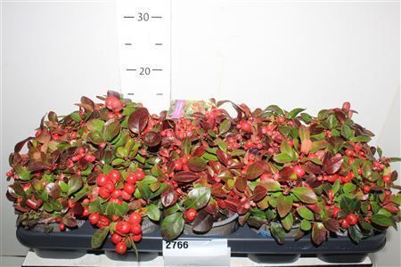 Горшечные цветы и растения оптом Gaulth Procumbens от 10шт из Голландии с доставкой по России