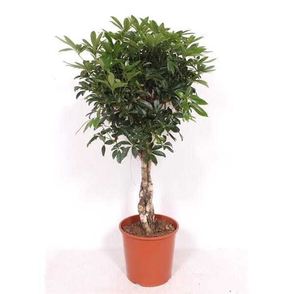 Горшечные цветы и растения оптом Schefflera Compacta Twisted Stem от 1шт из Голландии с доставкой по России