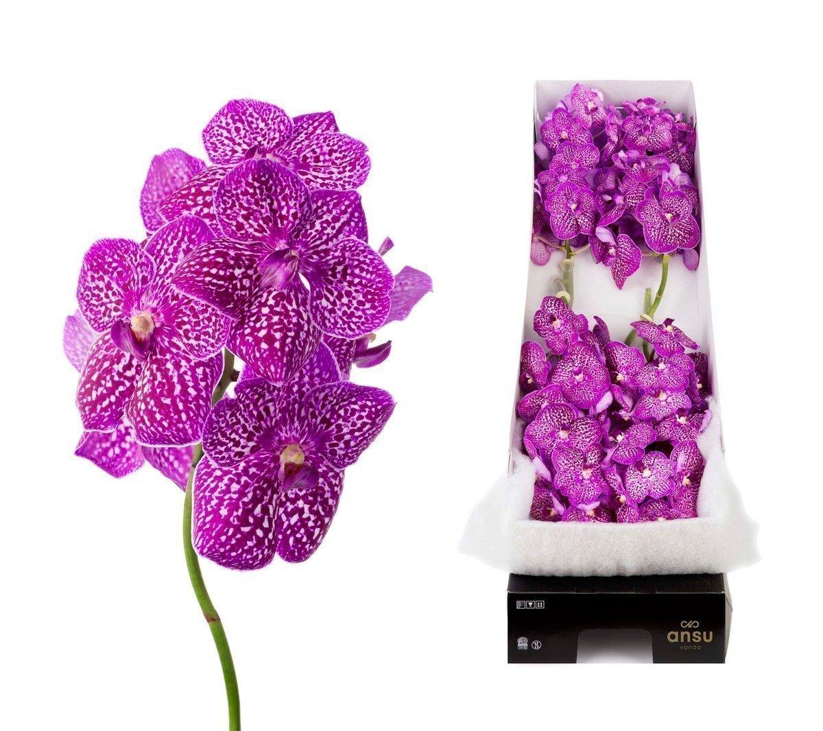 Срезанные цветы оптом Vanda sunanda lipstick per stem от 4шт. из Голландии с доставкой по России