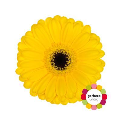 Срезанные цветы оптом Germini pacman от 30шт из Голландии с доставкой по России