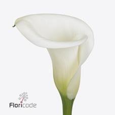 Срезанные цветы оптом Zantedeschia ivory art от 20шт из Голландии с доставкой по России