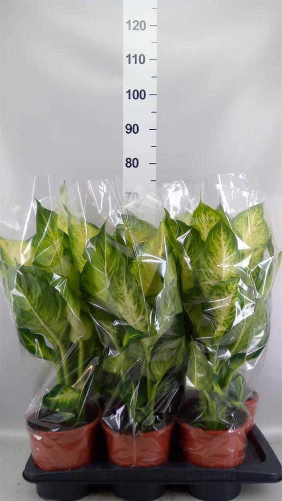Горшечные цветы и растения оптом Dieffenbachia bravo от 6шт из Голландии с доставкой по России