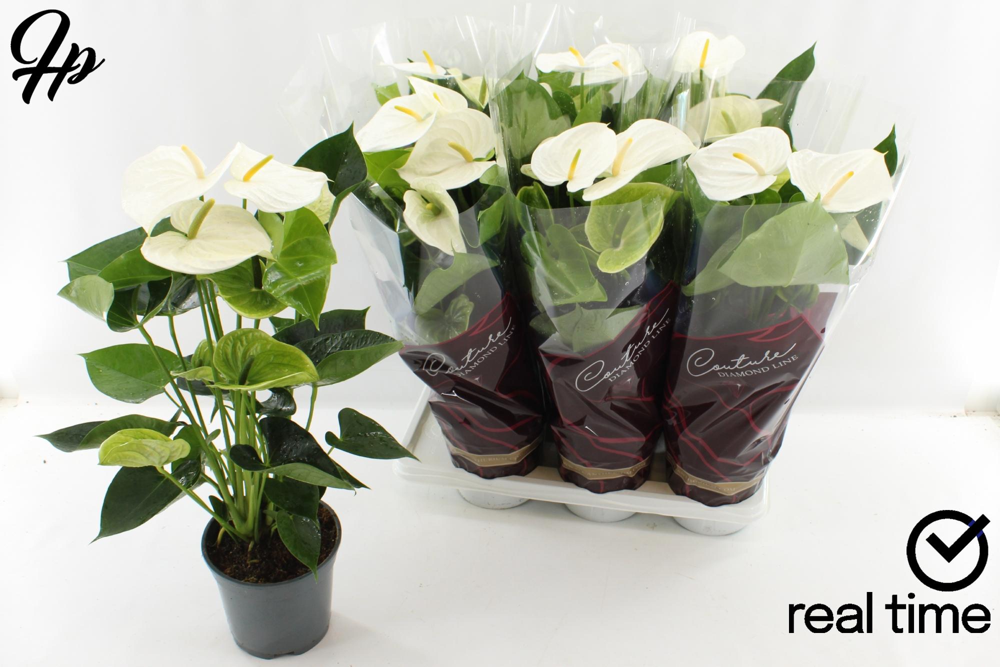 Горшечные цветы и растения оптом Anthu An Alpine от 6шт из Голландии с доставкой по России