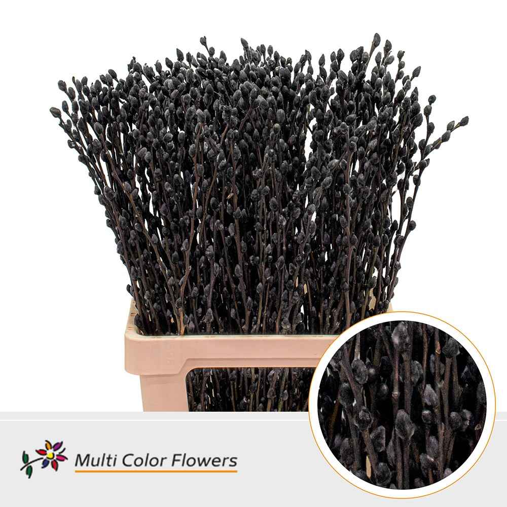 Срезанные цветы оптом Salix paint pussy willow black от 200шт из Голландии с доставкой по России