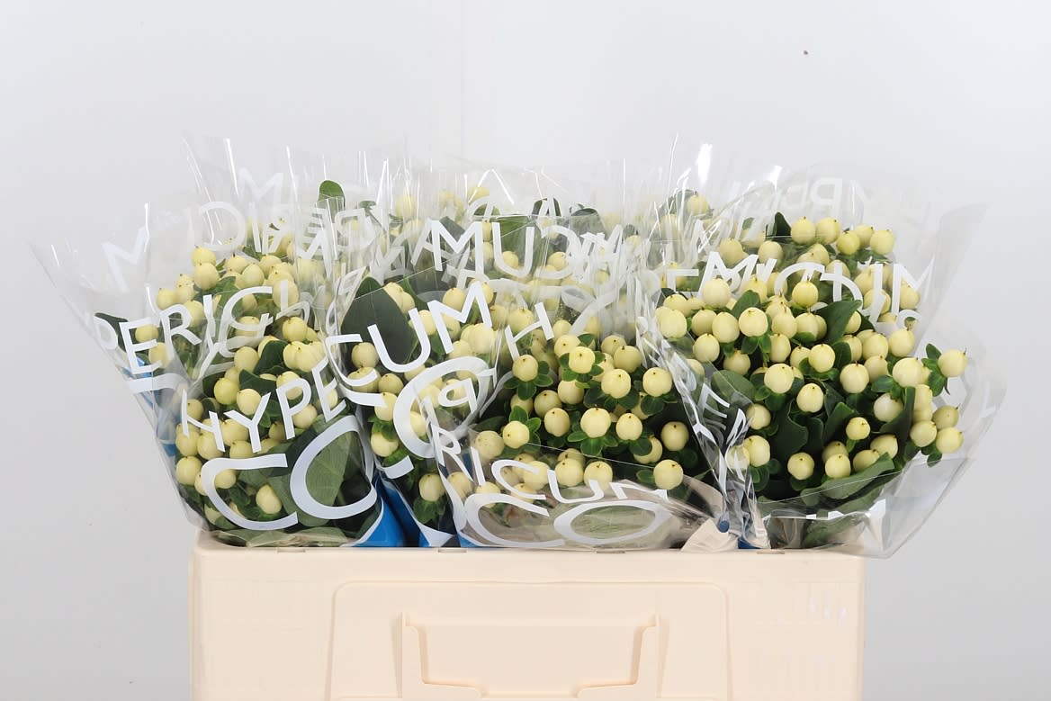 Срезанные цветы оптом Hypericum coco bellimo от 100шт из Голландии с доставкой по России