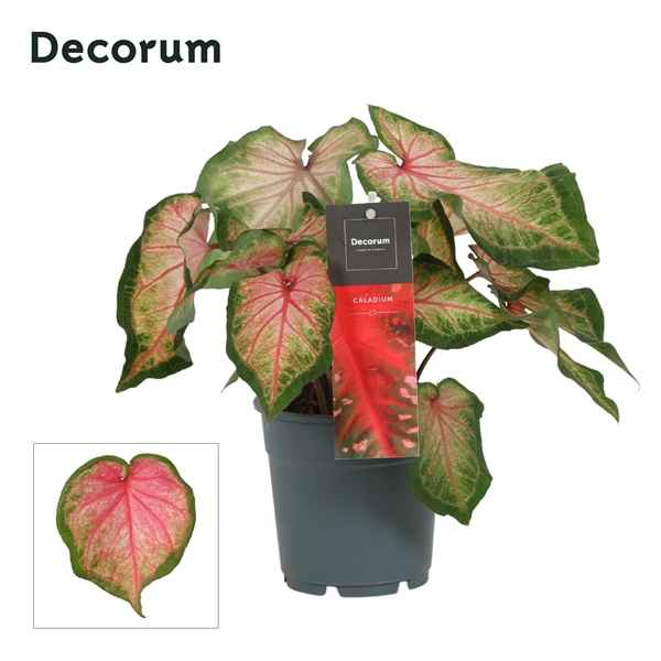 Горшечные цветы и растения оптом Caladium Pink (decorum) от 10шт из Голландии с доставкой по России