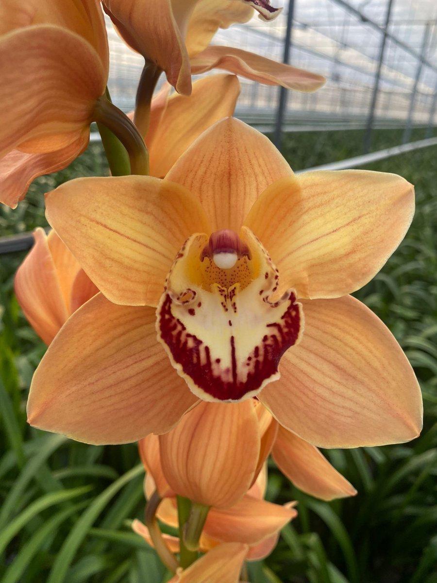 Срезанные цветы оптом Cymbidium brown mighty arancia от 8шт из Голландии с доставкой по России