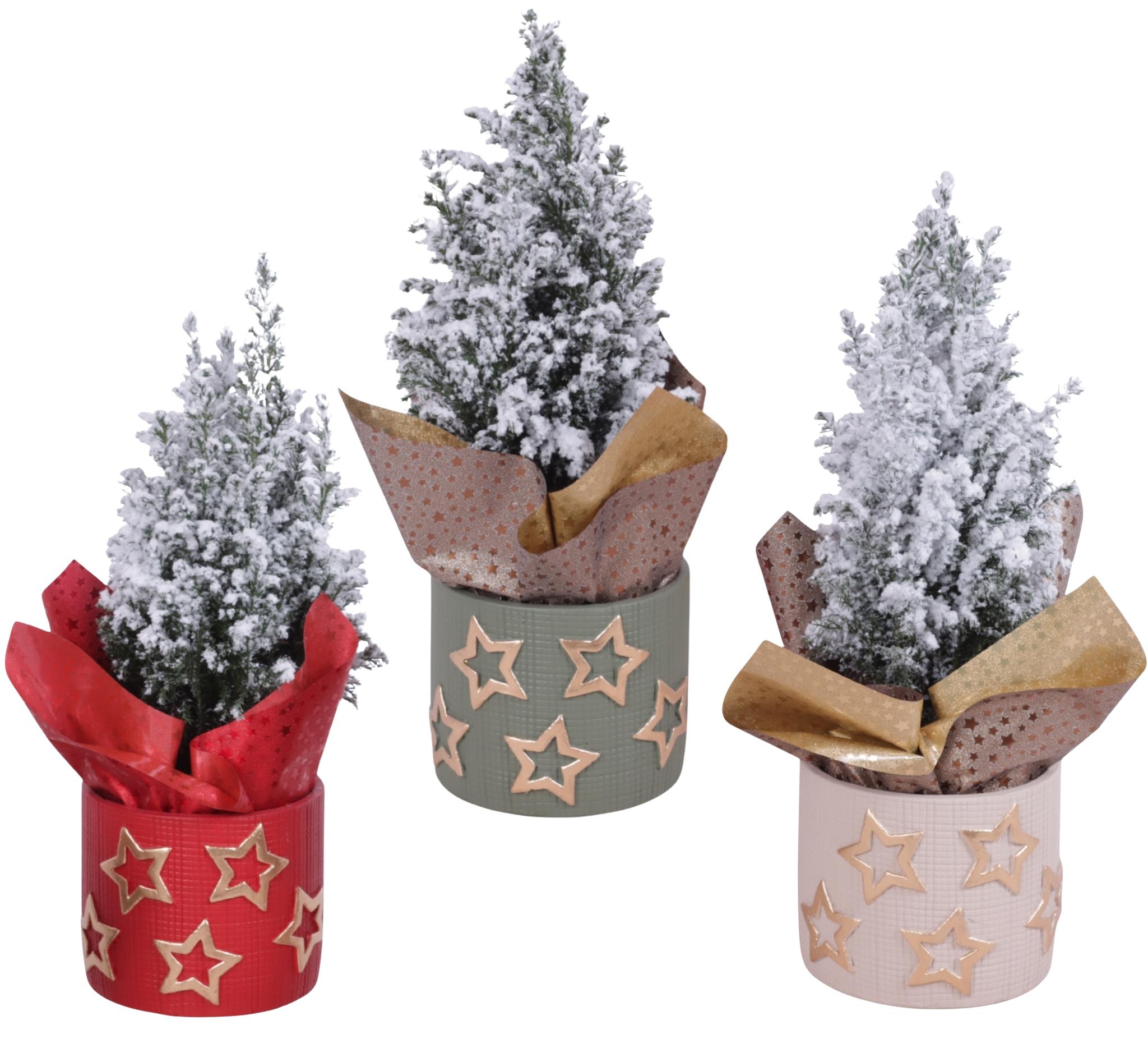 Горшечные цветы и растения оптом Christmas Arr. Conifer Ceramic Pot Golden Stars Co от 6шт из Голландии с доставкой по России