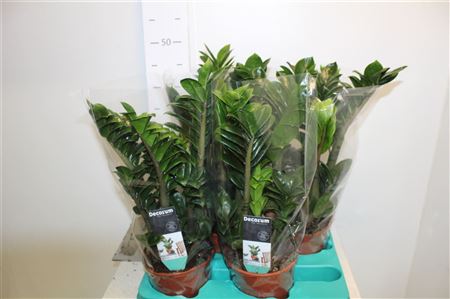 Горшечные цветы и растения оптом Zamioculcas Zenzi 4-5++ от 4шт из Голландии с доставкой по России