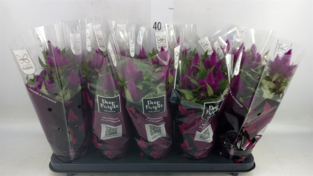 Горшечные цветы и растения оптом Celosia Deep Purple от 10шт из Голландии с доставкой по России