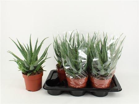 Горшечные цветы и растения оптом Aloe Arborescens A от 6шт из Голландии с доставкой по России