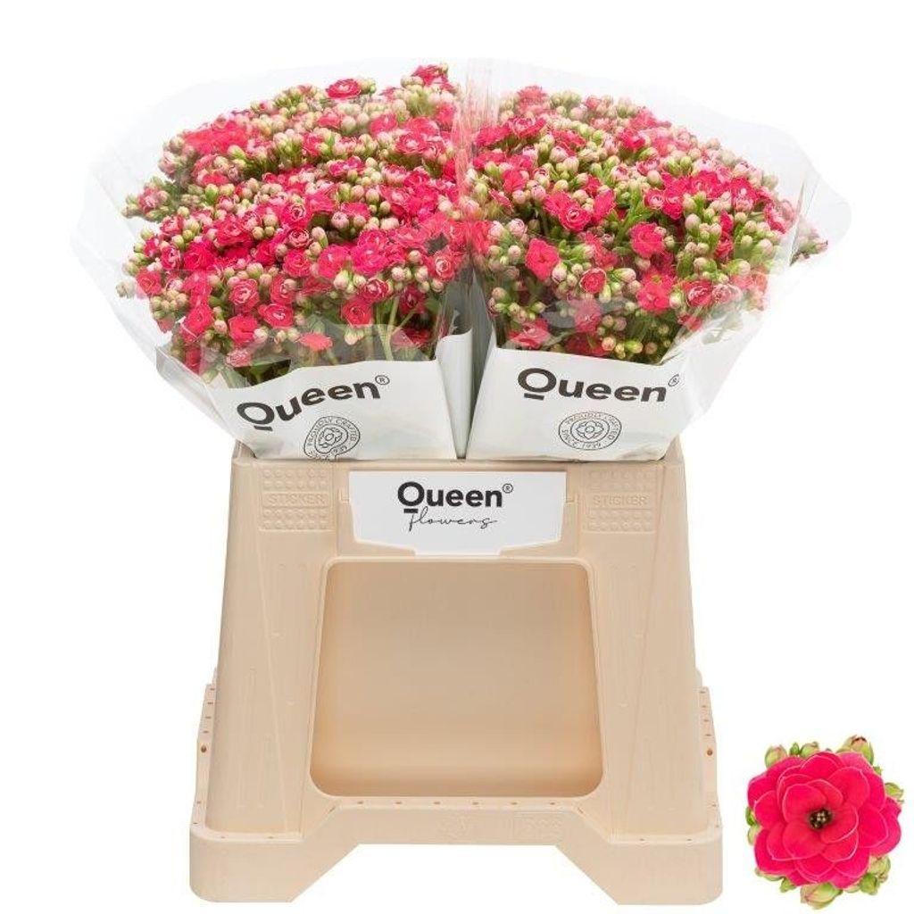 Срезанные цветы оптом Kalanchoe sensual pink meadow от 20шт из Голландии с доставкой по России