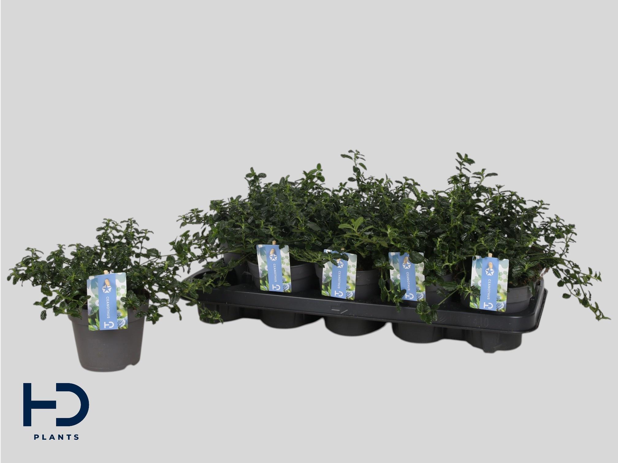 Горшечные цветы и растения оптом Cean Th Repens от 10шт из Голландии с доставкой по России