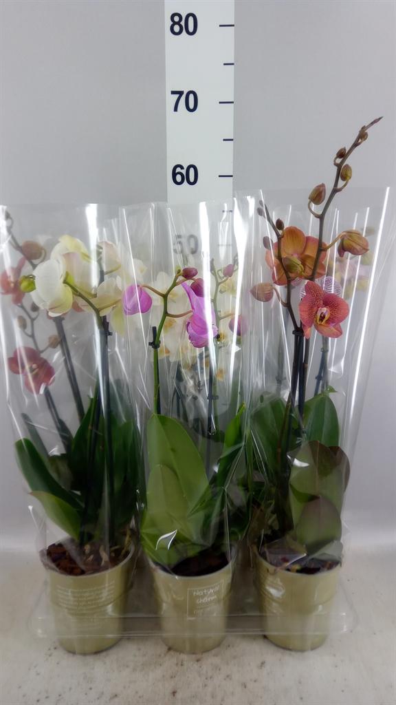 Горшечные цветы и растения оптом Phalaenopsis ...mix от 6шт из Голландии с доставкой по России