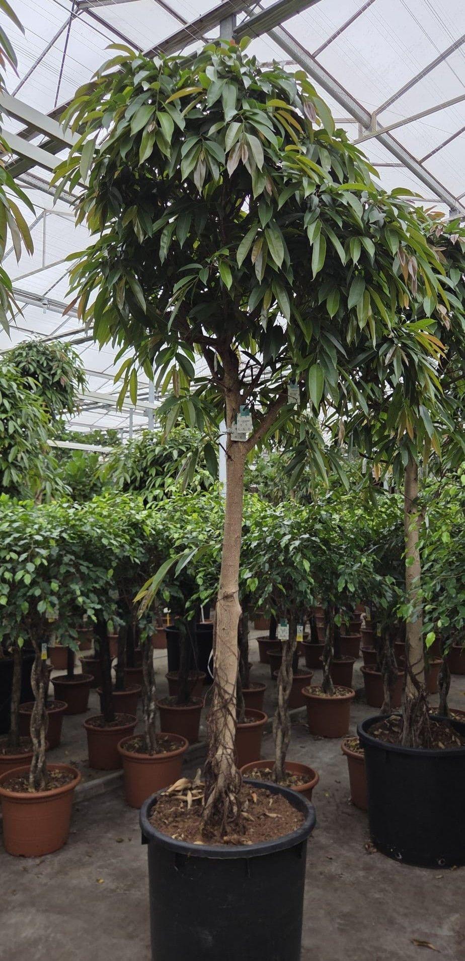 Горшечные цветы и растения оптом Ficus Exotica On Stem от 1шт из Голландии с доставкой по России