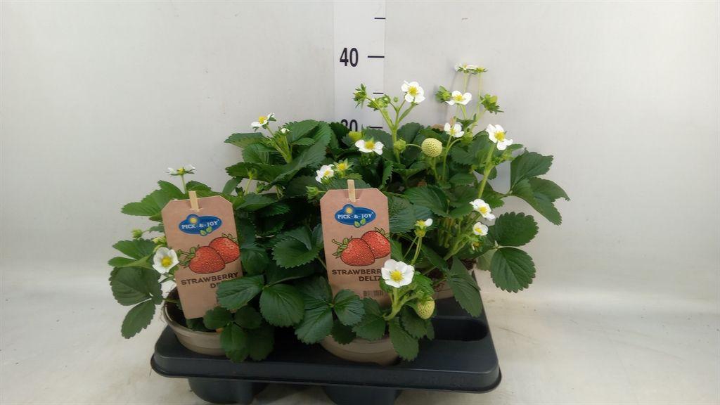 Горшечные цветы и растения оптом Fragaria   ... от 4шт из Голландии с доставкой по России