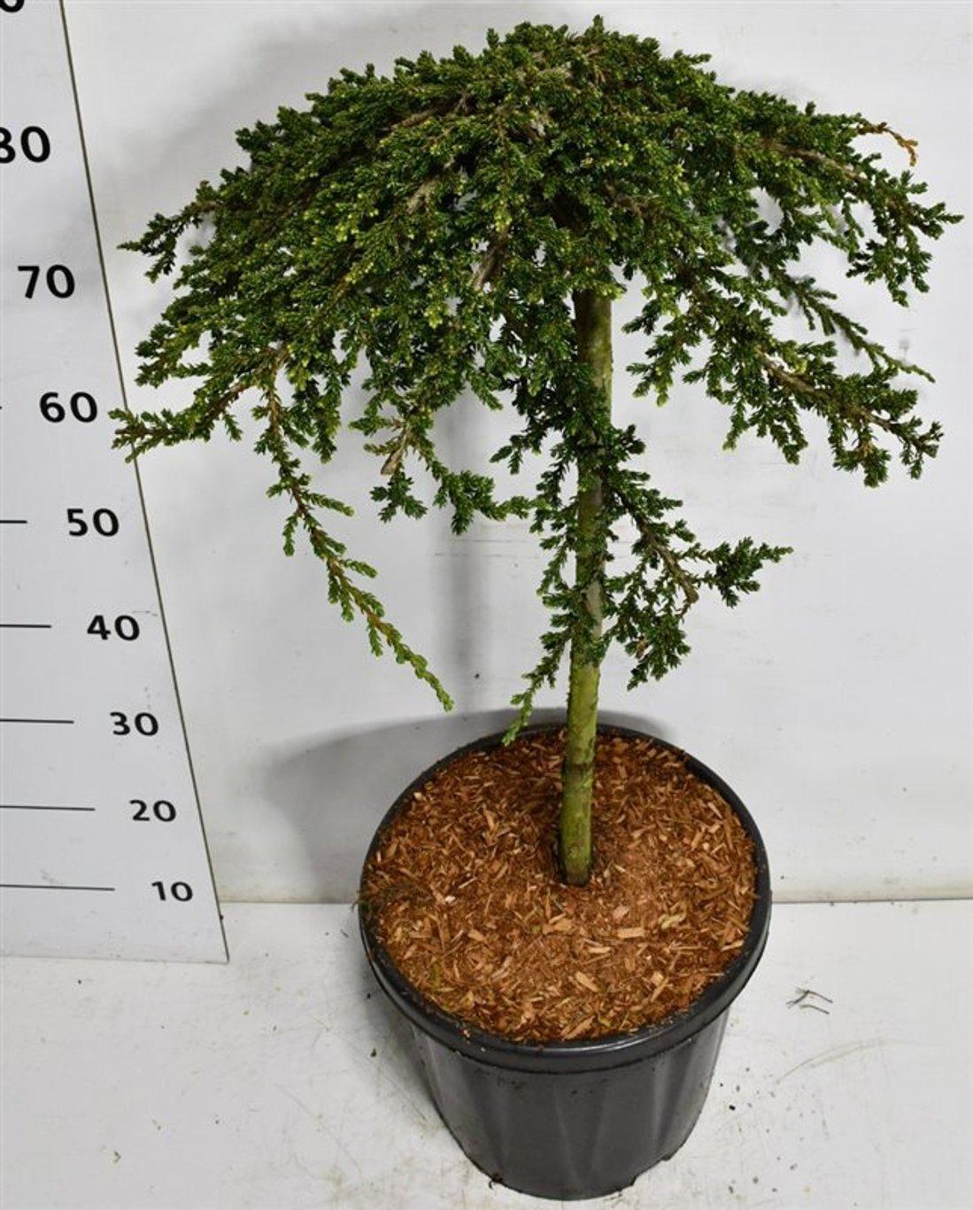 Горшечные цветы и растения оптом Juniperus Comm Green Carpet On Stem от 1шт из Голландии с доставкой по России