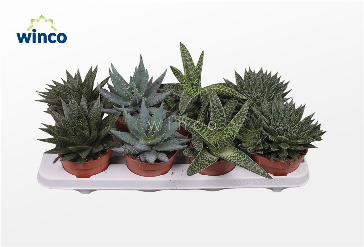 Горшечные цветы и растения оптом Aloe Gem от 8шт из Голландии с доставкой по России