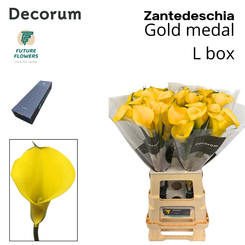 Срезанные цветы оптом Zantedeschia gold medal от 120шт из Голландии с доставкой по России