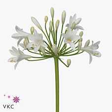 Срезанные цветы оптом Agapanthus gletsjer от 40шт из Голландии с доставкой по России