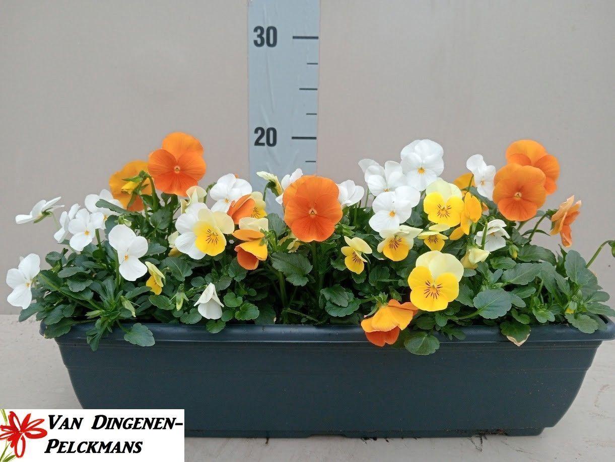 Горшечные цветы и растения оптом Vio Co Sorbet Gem от 1шт из Голландии с доставкой по России