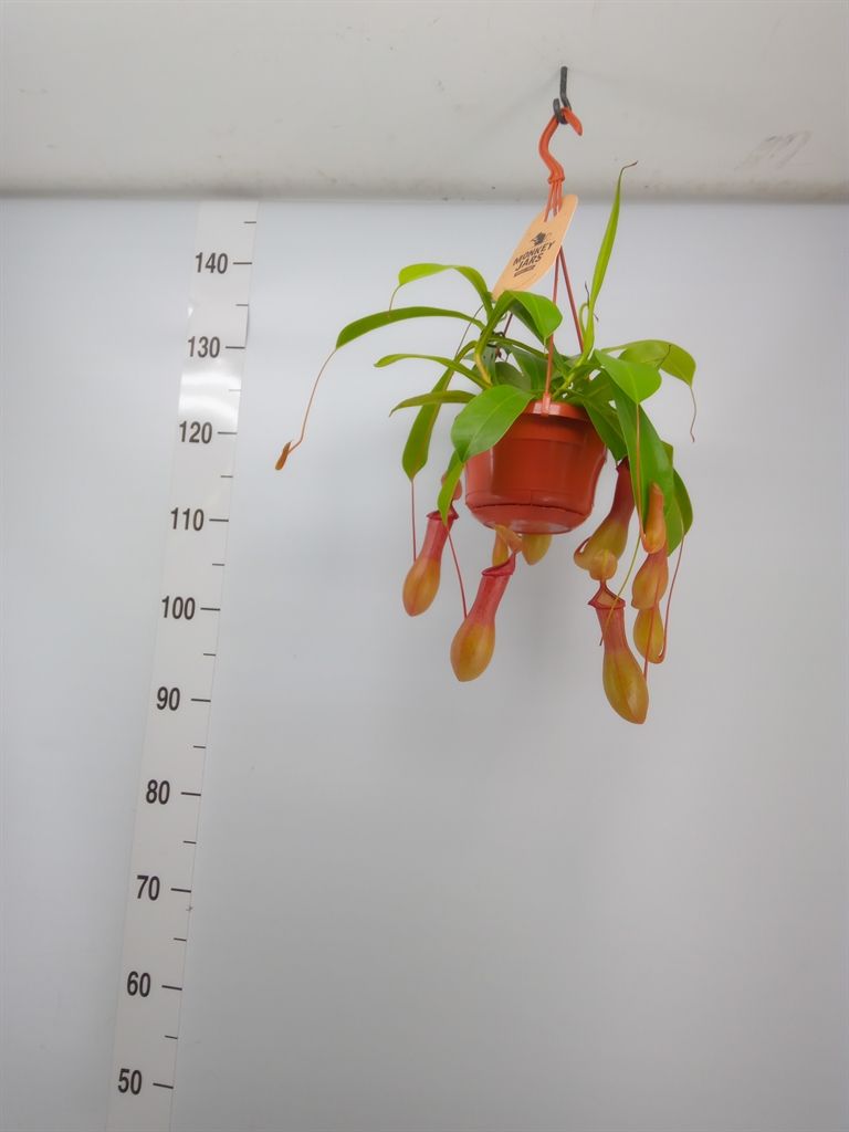 Горшечные цветы и растения оптом Nepenthes Alata от 1шт из Голландии с доставкой по России