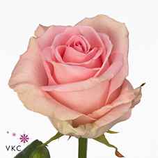 Срезанные цветы оптом Rosa la sweet dolomiti от 30шт из Голландии с доставкой по России