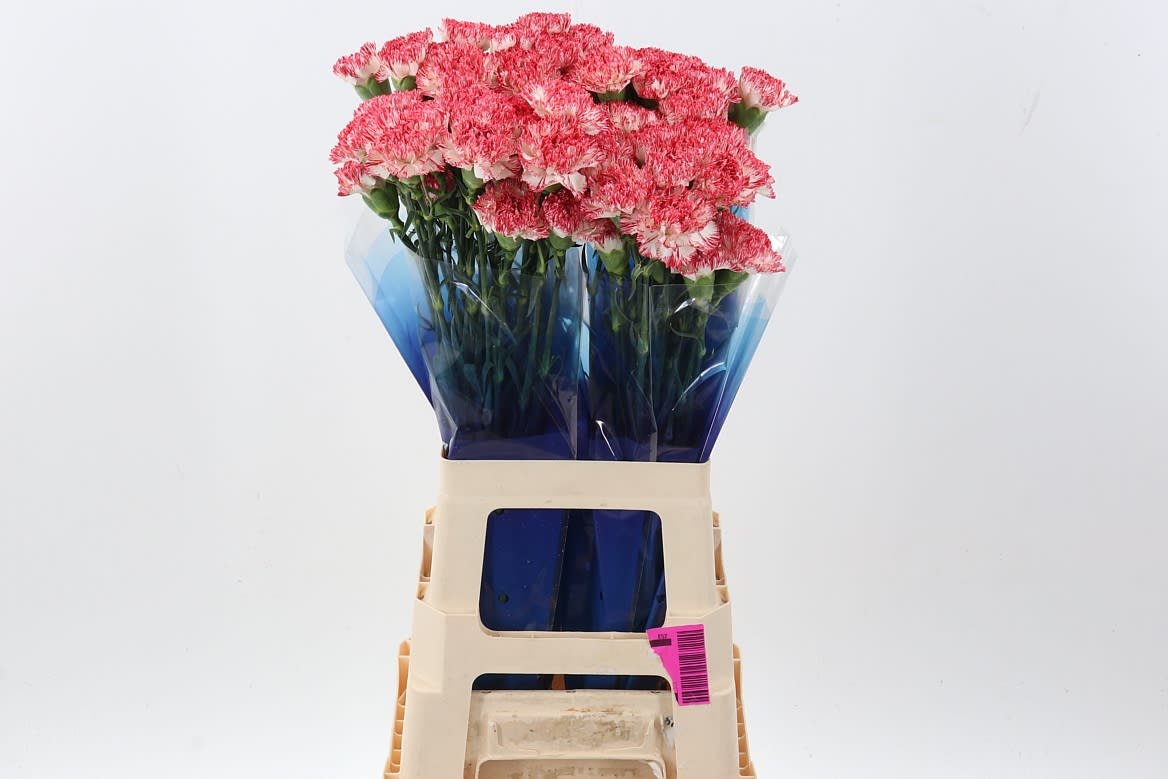 Срезанные цветы оптом Dianthus st montoya от 80шт из Голландии с доставкой по России