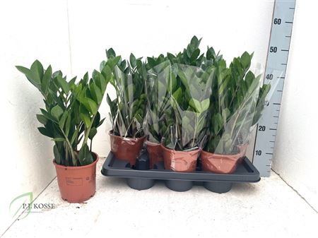 Горшечные цветы и растения оптом Zamio Zamiifolia 4-5 от 7шт из Голландии с доставкой по России