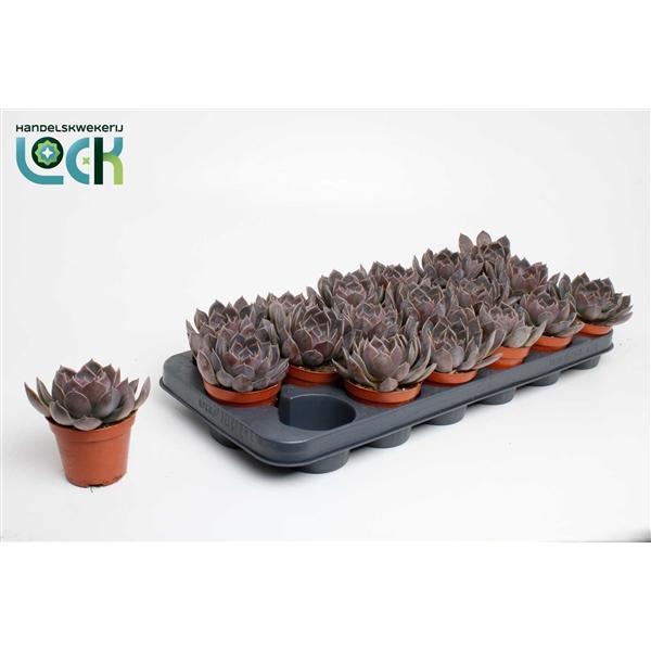 Горшечные цветы и растения оптом Echeveria Joost от 18шт (для телеги) из Голландии с доставкой по России