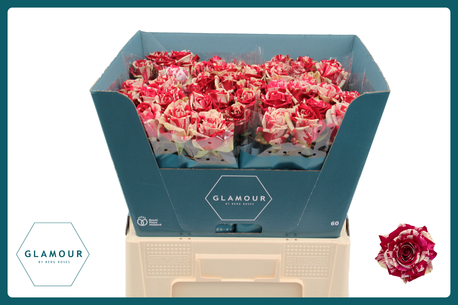 Срезанные цветы оптом Rosa large harlequin от 50шт. из Голландии с доставкой по России