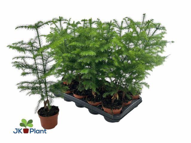 Горшечные цветы и растения оптом Arau Ov от 15шт из Голландии с доставкой по России