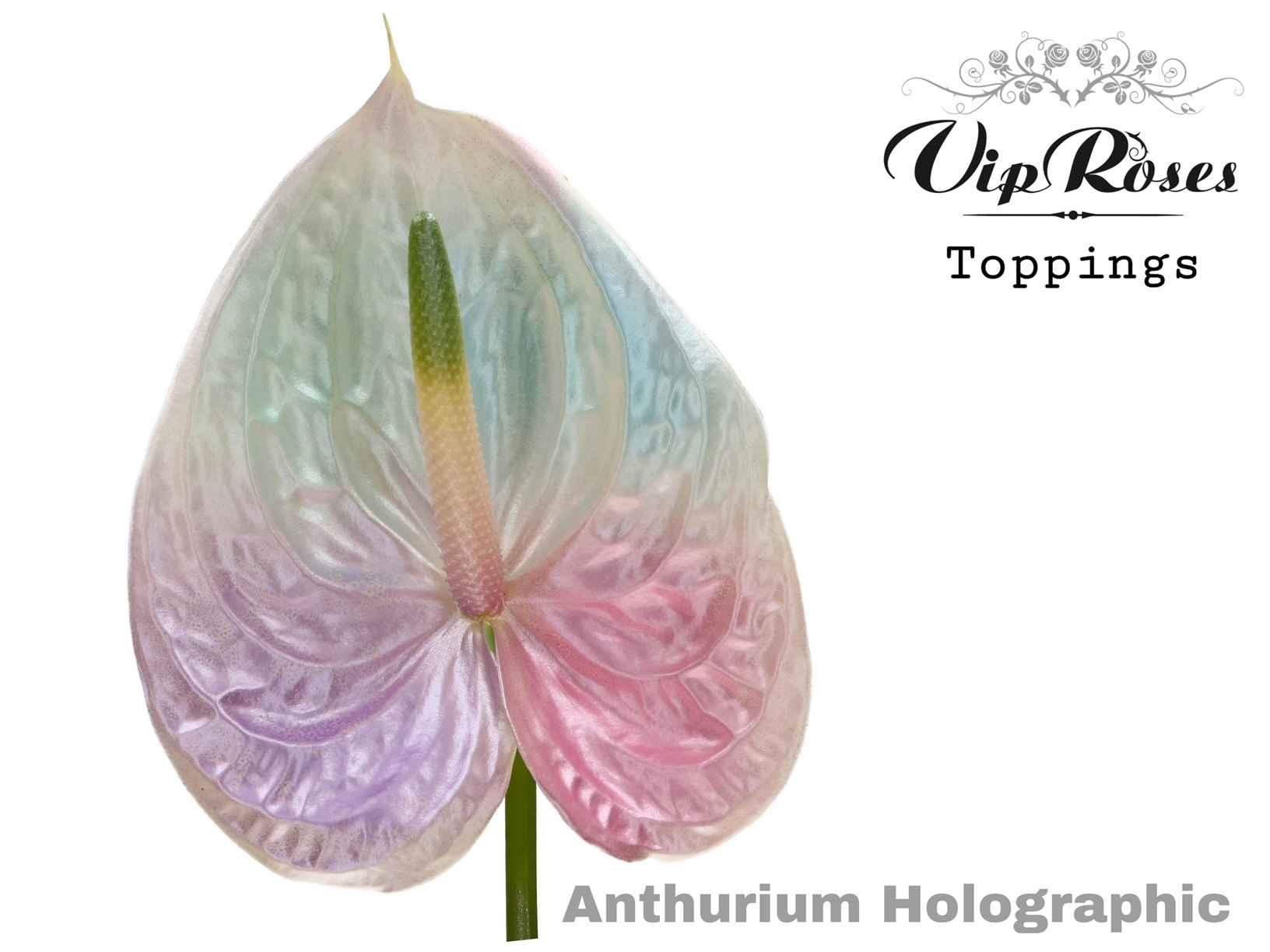 Срезанные цветы оптом Anthurium paint holographic от 12шт из Голландии с доставкой по России