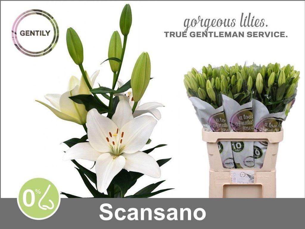 Срезанные цветы оптом Lilium la scansano от 60шт из Голландии с доставкой по России
