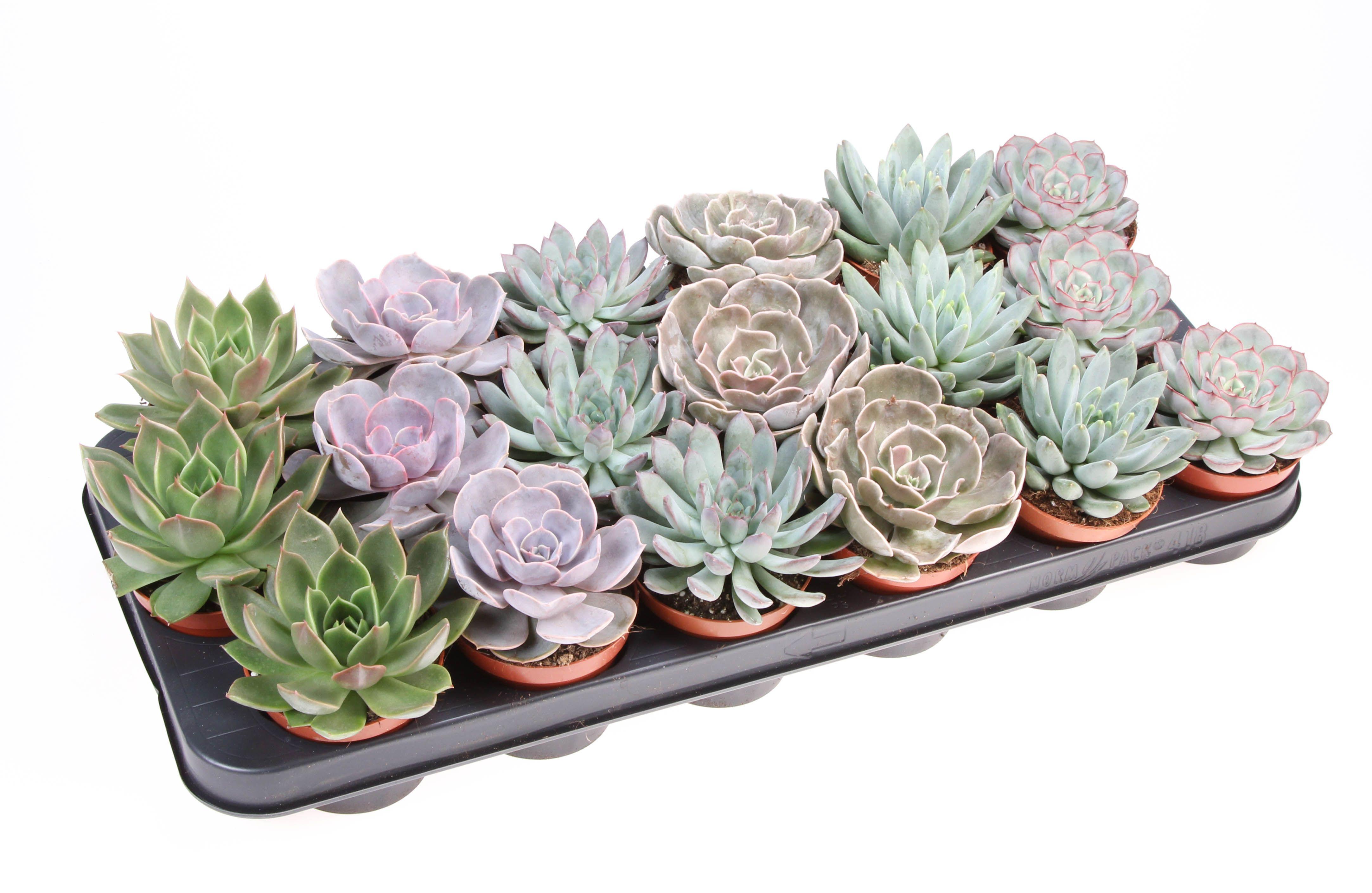 Горшечные цветы и растения оптом Echeveria Mix On Row от 18шт (для телеги) из Голландии с доставкой по России Горшечные цветы и растения оптом Echeveria Mix On Row от 18шт (для телеги) из Голландии с доставкой по России