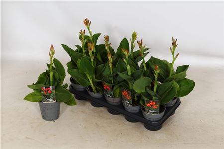 Горшечные цветы и растения оптом Canna Cannova Gem от 10шт из Голландии с доставкой по России