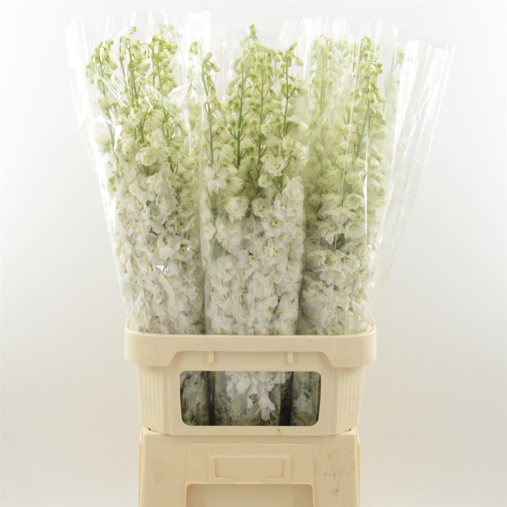 Срезанные цветы оптом Delphinium do dev snow white от 30шт из Голландии с доставкой по России