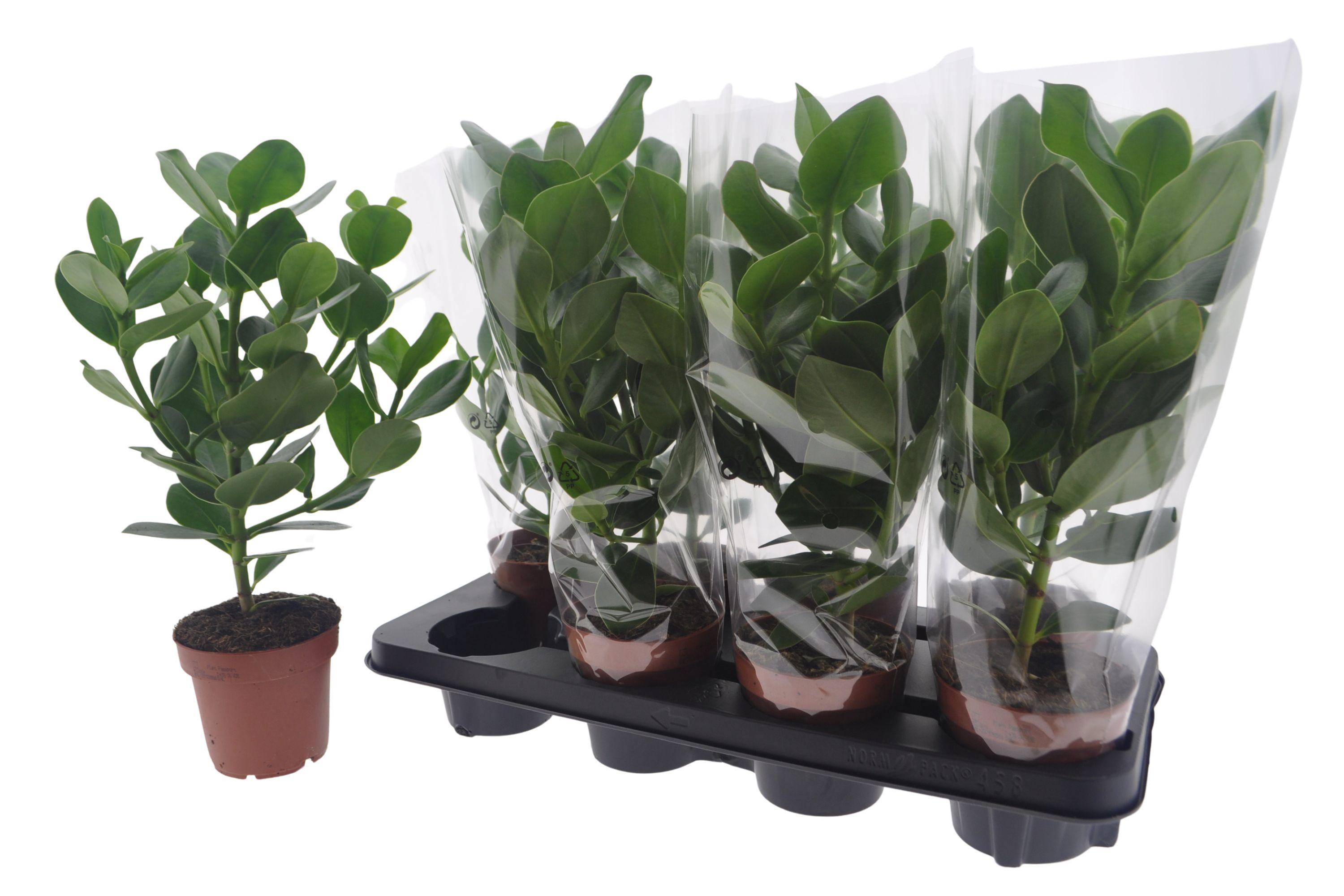 Горшечные цветы и растения оптом Clu Ro Princess от 8шт из Голландии с доставкой по России