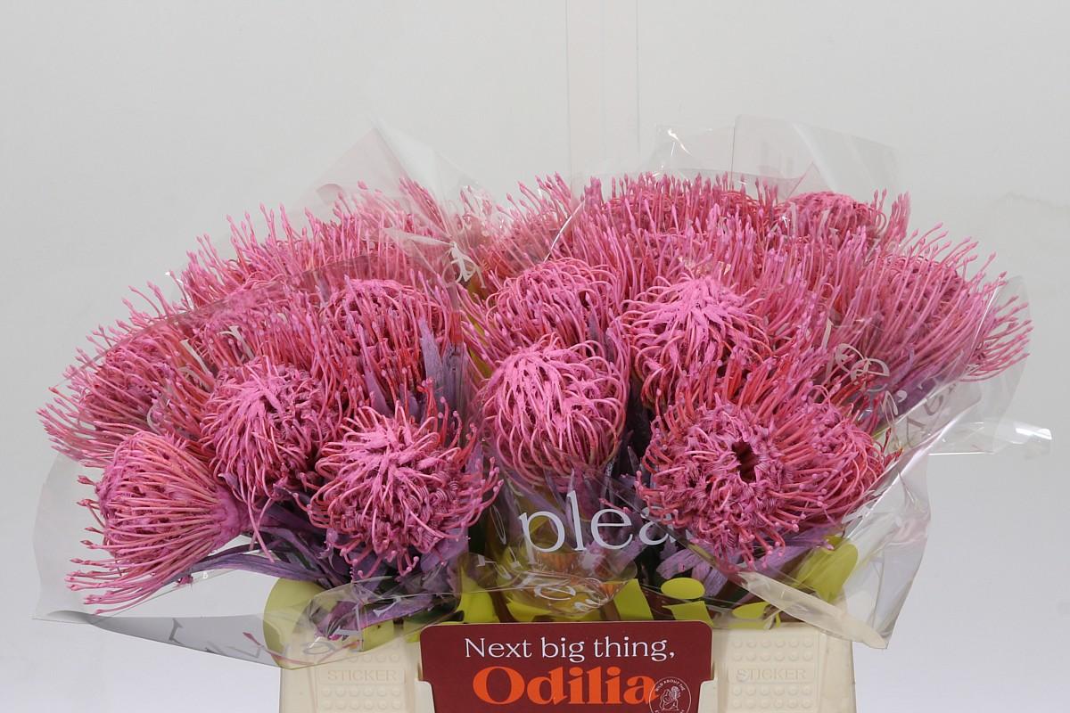 Срезанные цветы оптом Nutans paint pink от 30шт из Голландии с доставкой по России