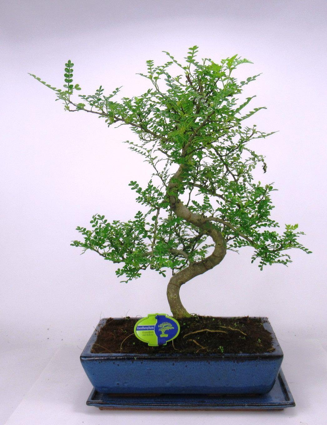 Горшечные цветы и растения оптом Bonsai Zanthoxylum Piperitum, 35 Cm., Shape, With от 1шт из Голландии с доставкой по России