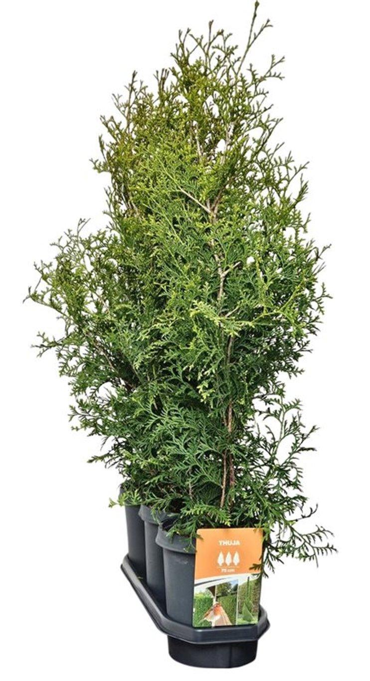 Горшечные цветы и растения оптом Thuja Occ King Of Brabant (hedgeline) от 3шт из Голландии с доставкой по России