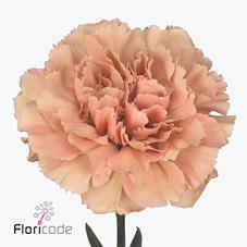 Срезанные цветы оптом Dianthus st caramel от 240шт из Голландии с доставкой по России