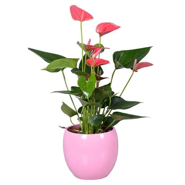 Горшечные цветы и растения оптом Anth An Ton Sur Ton In Pink Bolpot от 3шт из Голландии с доставкой по России