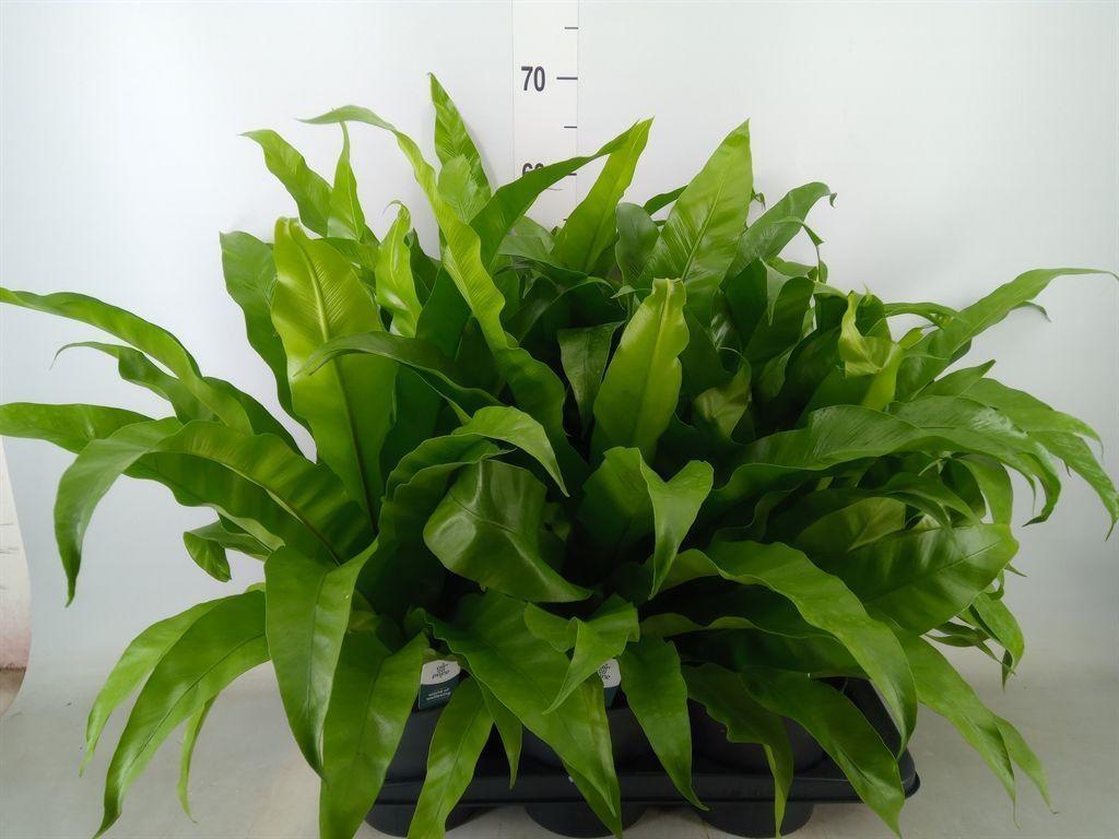 Горшечные цветы и растения оптом Asplenium Antiquum от 6шт из Голландии с доставкой по России