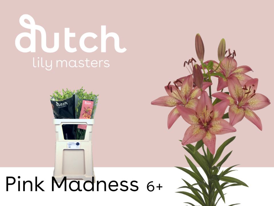 Срезанные цветы оптом Lilium az pink madness от 60шт из Голландии с доставкой по России