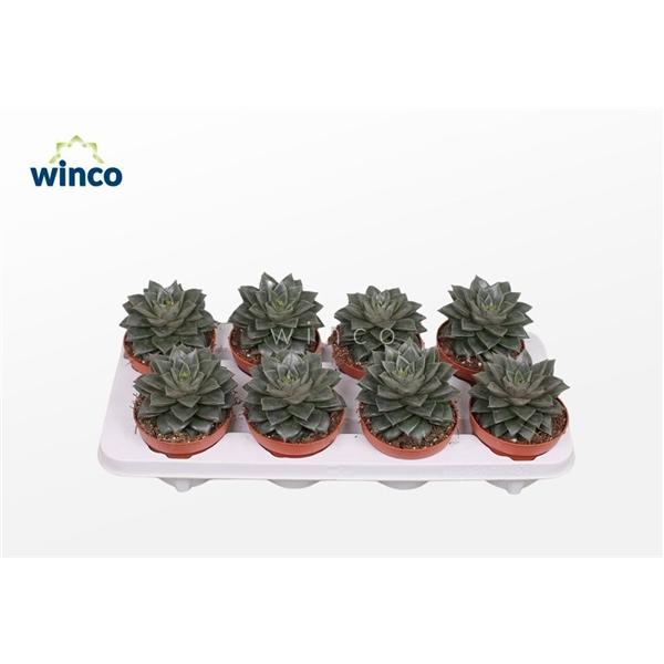 Горшечные цветы и растения оптом Echeveria Purpurea от 8шт из Голландии с доставкой по России