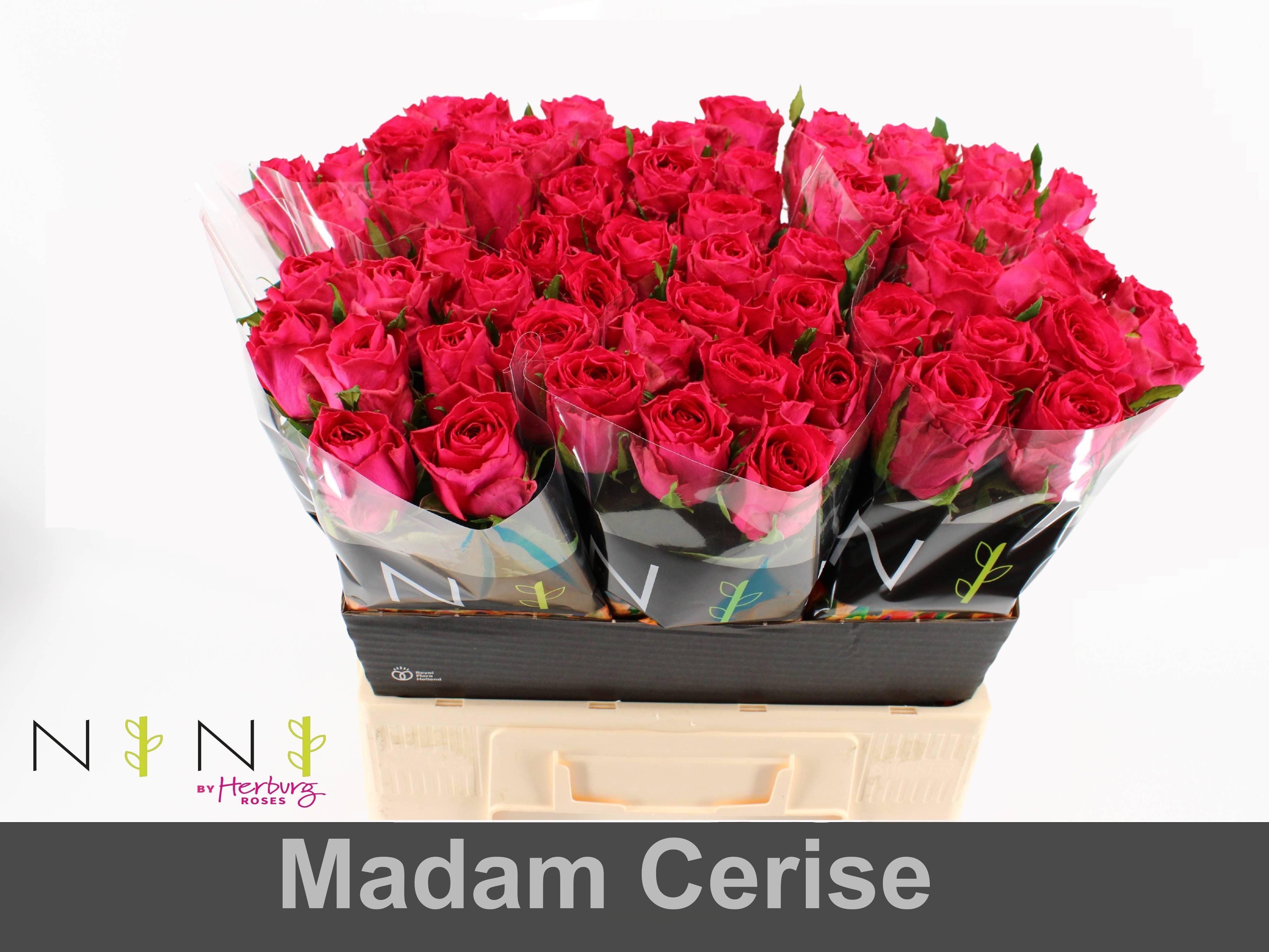 Срезанные цветы оптом Rosa large madam cerise от 80шт из Голландии с доставкой по России